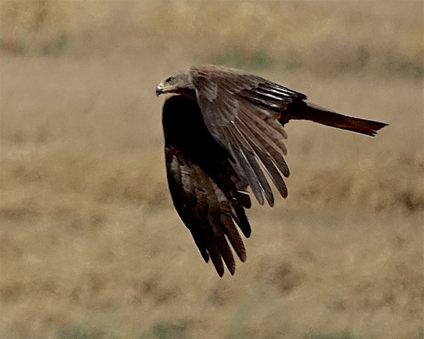 black kite